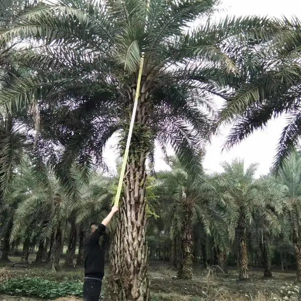 中东海枣基地批发 中东海枣绿化工程苗 高2-8米中东海枣熟苗