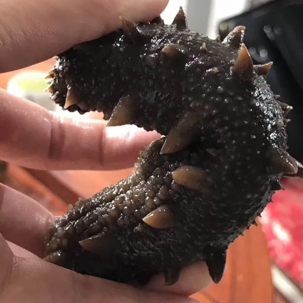 海参加工技术培训