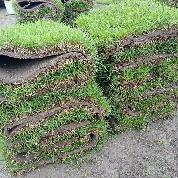 马尼拉草皮 湖南娄底草坪砖绿地用的草皮的出售价格 哪家强