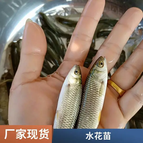 潍坊本地草鱼苗鲤鱼鱼苗养殖场长期供苗品种多样欢迎询价