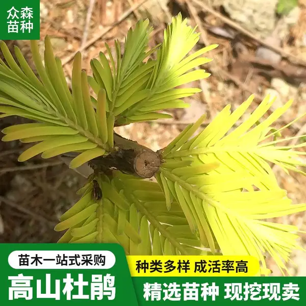 抗性强可孤植观赏尖塔形通直挺拔金黄色金叶水杉