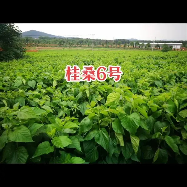 ��Ӧ����ɣ6��ɣ��