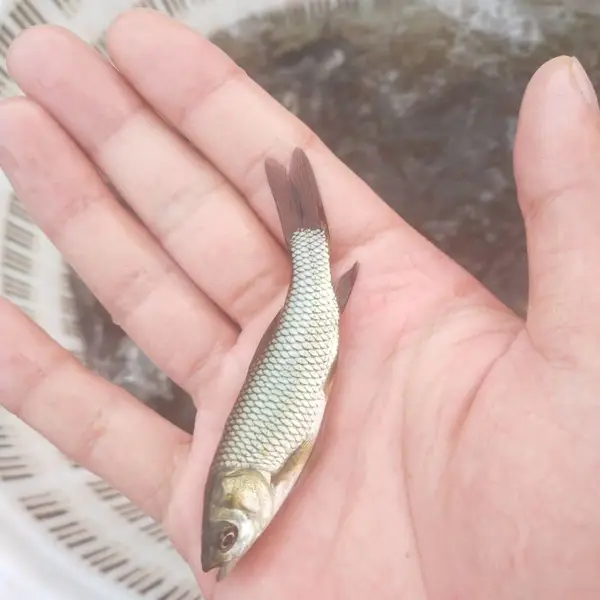 湖南草鱼苗 耐粗饲 草食性强 搭配黑麦草降低成本 效益好