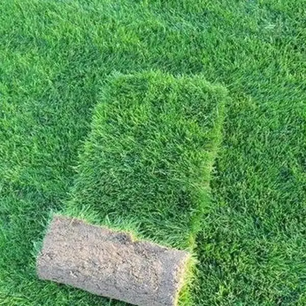 小区果岭草草坪多少钱-枣庄果岭草草坪多少钱-春风草坪品种齐全