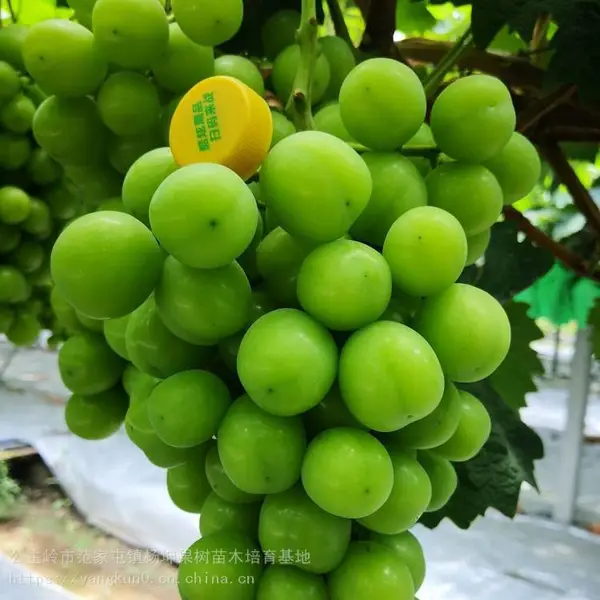 吉林阳光玫瑰葡萄苗 贝达嫁接 品种纯