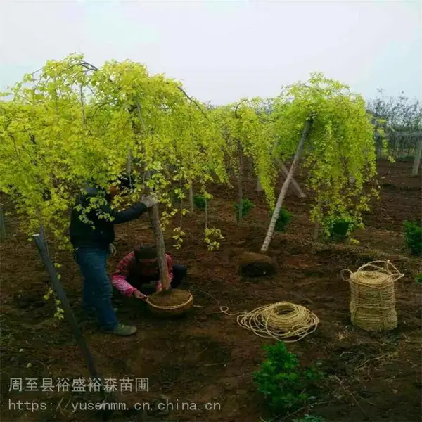 陕西周至绿化苗木小苗子 紫叶李 1.5米高植物墙篱笆苗