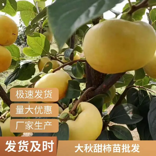嫁接苗 杂交% 高度185cm 次年结果 蓬径20 95％以上 太秋甜柿树苗