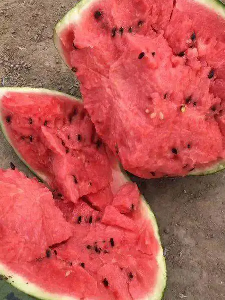 《西瓜批发》河南开封西瓜全面上市-今日西瓜上市行情-开封通许西瓜代办 图片 地址 电话