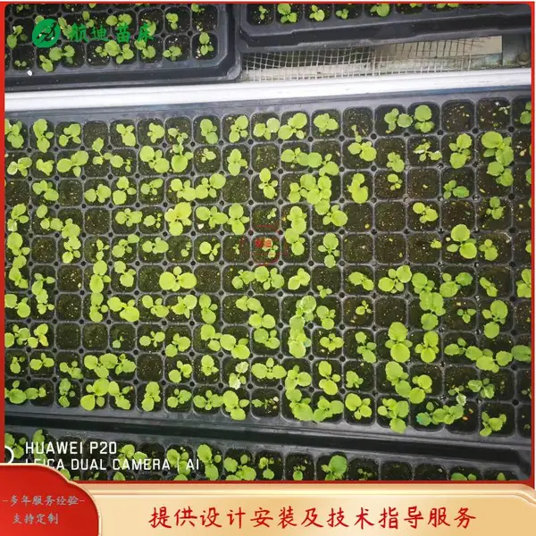 西瓜苗使用移动育苗床优点 钢丝网孔透气性好 热镀锌寿命使用长