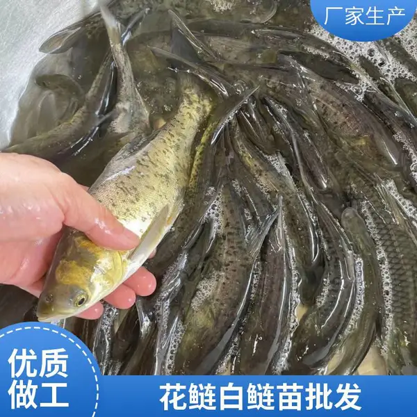 本地花鲢苗白鲢鱼苗养殖场选山东泰安专供水库湖泊鱼苗