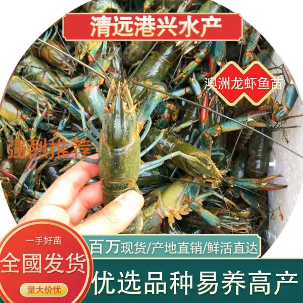 高品质虾苗 广东清远港兴水产自产淡水银鳕鱼苗鸭嘴苗军鱼苗 农户塘头批