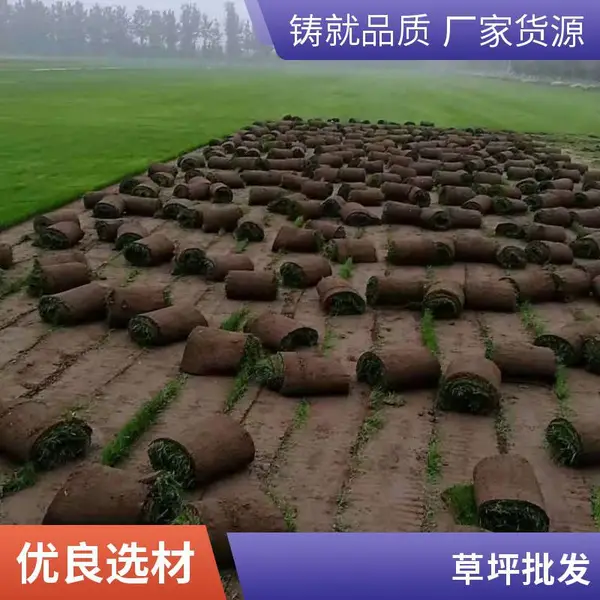 混播草坪庭院草坪铺装别墅私家花园绿化施工家庭庭院设计批发延庆