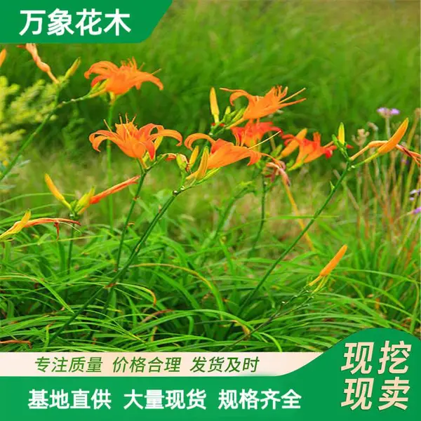 基地 常绿萱草 金娃娃 大花地被绿化工程木花卉 花坛花镜配植