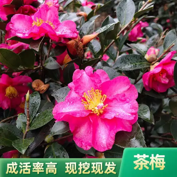 茶梅树 茶梅品种 茶梅盆景 茶梅花 基地直发 量大价优