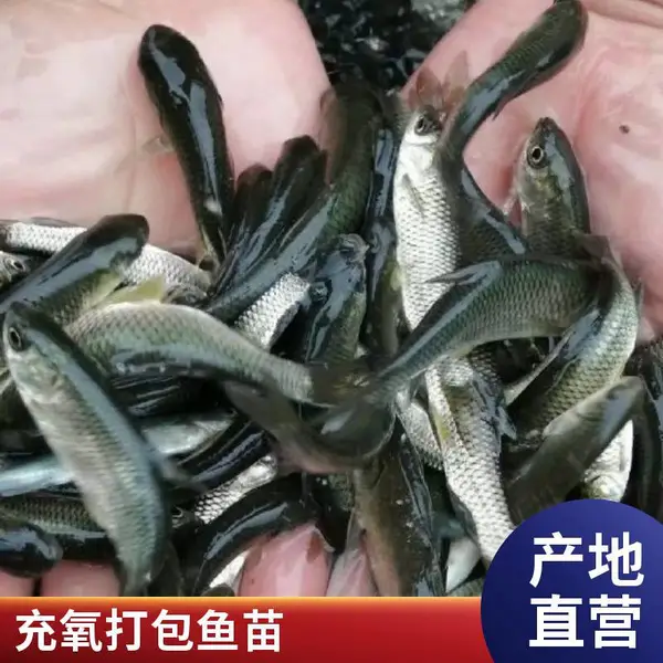 山东滨州本地草鱼苗鲤鱼鱼苗养殖场水库池塘放养草鱼种鲤鱼种