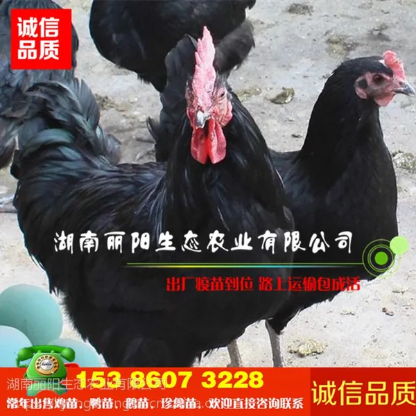 优质小鸡苗活体黑羽高产绿壳蛋鸡苗黑鸡苗