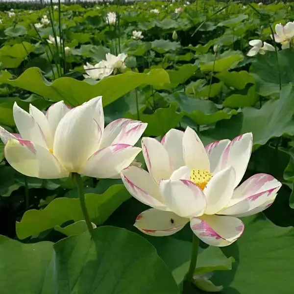 吴忠市盆栽荷花苗 水晶棺荷花种苗种植施工 欢迎采购
