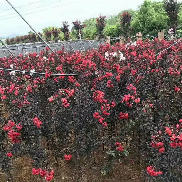 红叶紫薇移植苗 规格齐全 花量大 景区道路庭院种植绿化风景树苗
