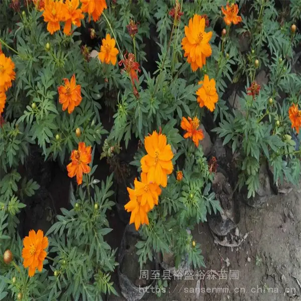铜川卖绿化苜蓿花草籽 退耕还林土地复绿 绿化草坪草籽