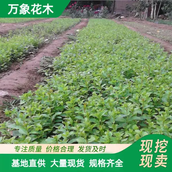苗圃出售 紫薇树苗 小区庭院造景植物 园林绿化道路苗木