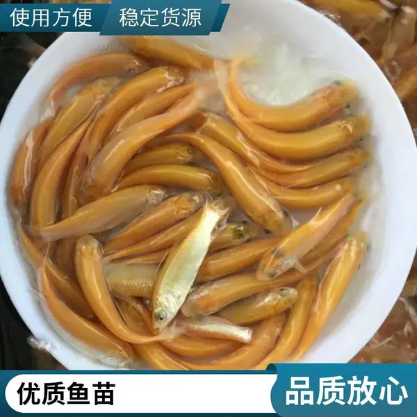 草鱼水花苗鲲腾寸苗批发 鱼苗基地养殖供应 品种多样 成活***