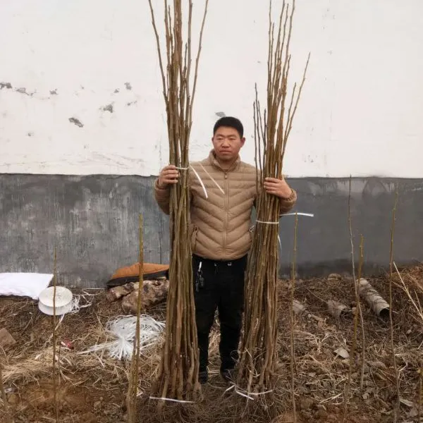 薄皮核桃苗价格,山东薄皮核桃苗基地
