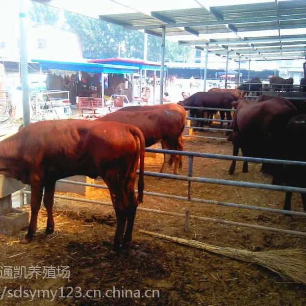 三元杂交肉牛 夏洛莱 西门塔尔牛犊价格 利木赞牛 鲁西黄牛 批发供应
