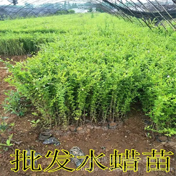 陕西水蜡批发|营养钵水蜡苗木农户直销|周至苗木基地