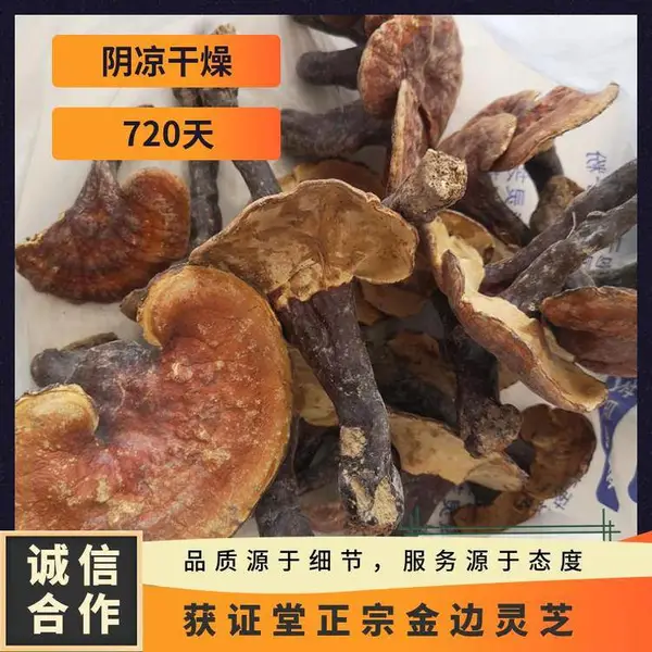 获证堂正宗金边灵芝 无硫中药材铁杉灵芝 原材料松杉树芝出售