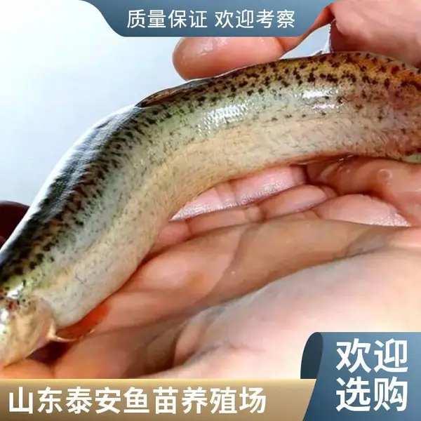 专业各规格泥鳅苗黑鱼苗 山东泰安本地黑鱼苗泥鳅鱼苗养殖场