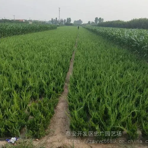 泰安40公分龙柏小苗多少钱一棵,工程用龙柏苗基地