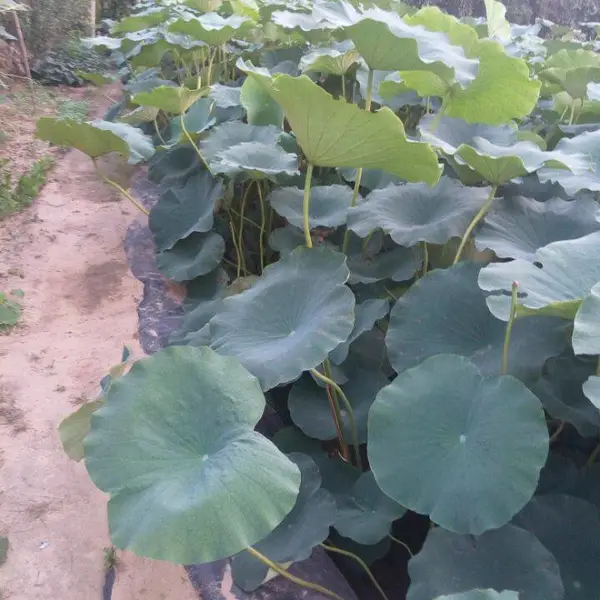 开封兰考杞县通许尉氏莲藕地膜覆盖栽培技术防水布橡胶布塑料布