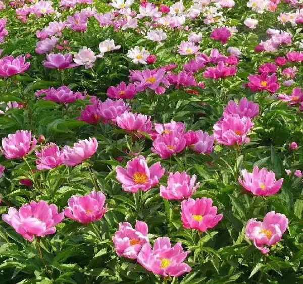 晓敏花卉欧石竹小苗价格,黔东南生产欧石竹小苗