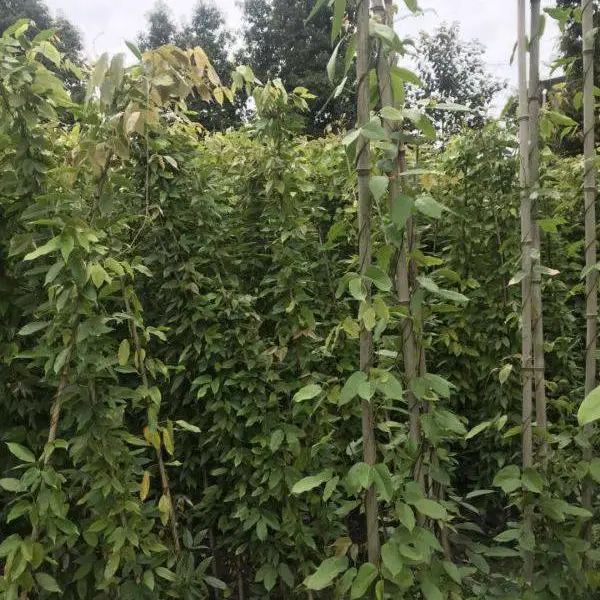 大量出售常绿藤本植物 之油麻藤工程苗哦,高度20-600厘米哦