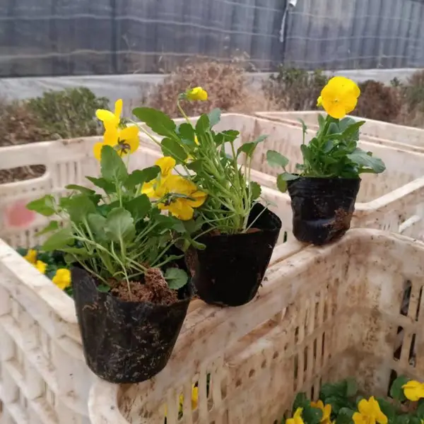 角堇 春季草花 山东角堇工程花卉 北方角堇种苗 角堇双色盆花卉 角堇求购