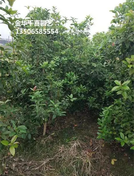 河南四季桂花苗木价格更新 四季桂与月月桂容器苗的区别