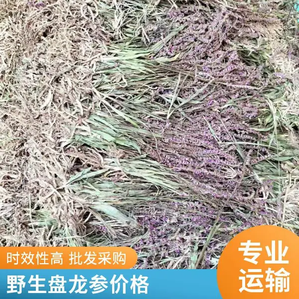 奇弘堂野生盘龙草原药材袋装 盘龙参纯正药用植物