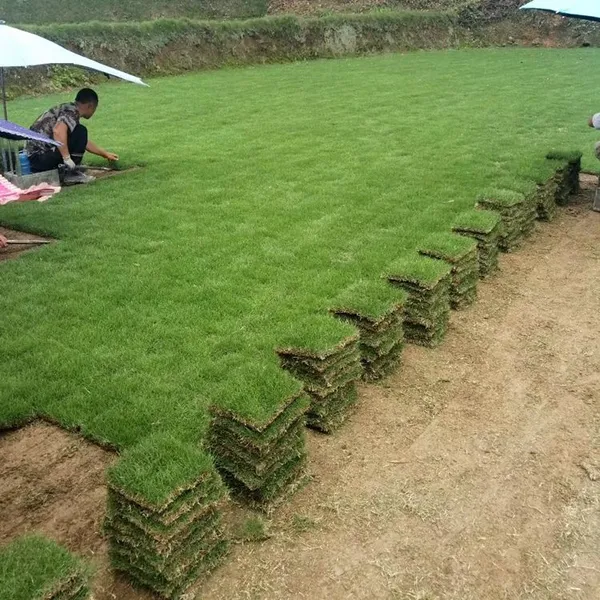 马尼拉草坪 广西东兴庭院绿化用的草坪种植出售价格 ***