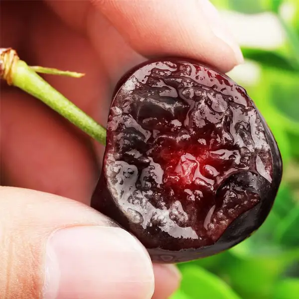 大棚种植樱桃苗新品种 惠农吉塞拉矮化樱桃砧木苗嫁接成活率