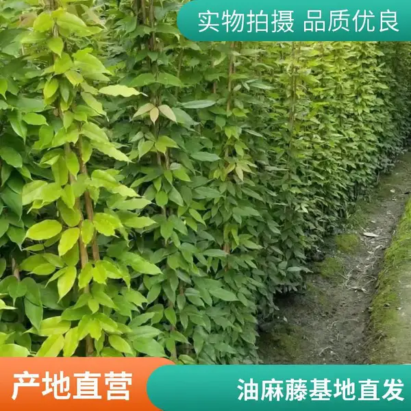 油麻藤大小苗 带土发货移栽易成活 源头苗圃批发 道路花坛爬墙护坡