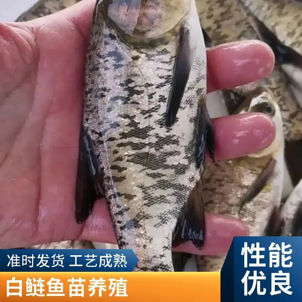 山东潍坊本地花鲢白鲢鱼苗养殖场 源头养殖 花鲢白鲢寸片鱼苗