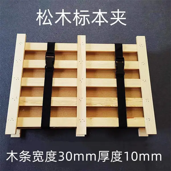 ���ֲ��걾��50*40cm ��ľ�걾��
