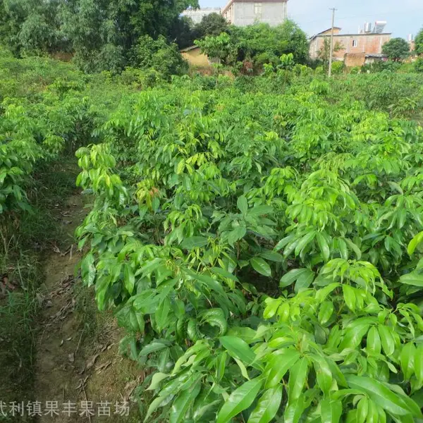 妃子笑荔枝苗小苗_果丰新品种荔枝苗种植技术