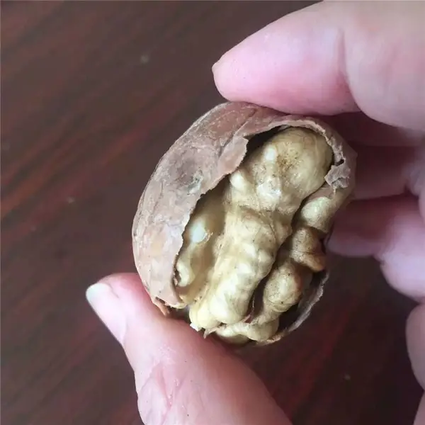当年结果早实薄皮核桃树品种 美国强特核桃树 产量高的辽核7号