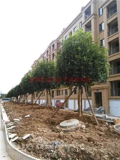 供应河南桂花 宝塔型桂花价格 大型郑州桂花供货基地