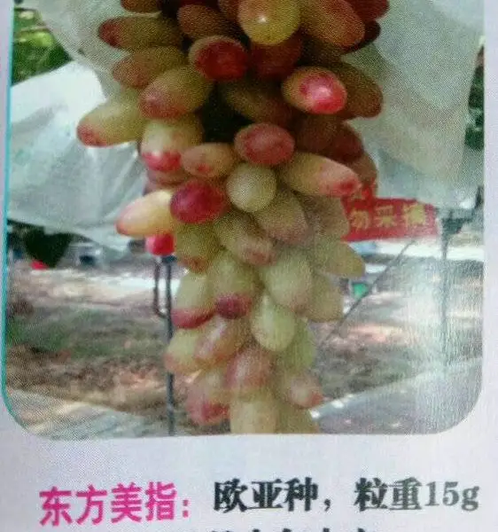黑芭拉多葡萄树苗价格、黑芭拉多葡萄树苗种类繁多