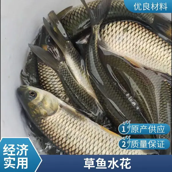 山东滨州本地草鱼苗鲤鱼鱼苗养殖场鱼种大小可定制挑选