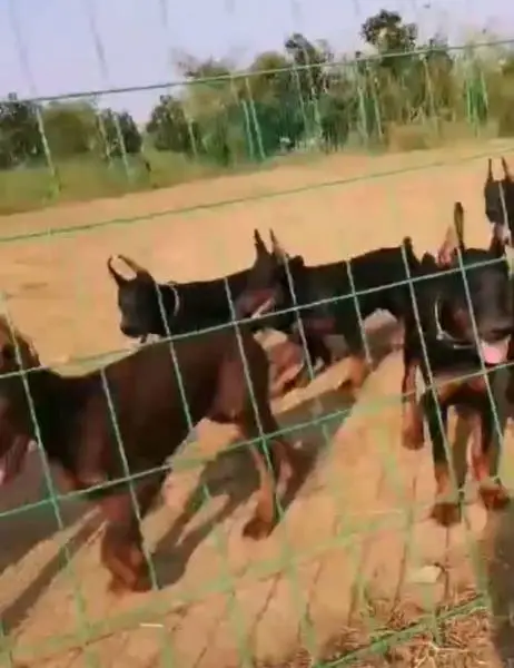 精品高品质杜宾犬,护卫犬 短毛,警惕性高