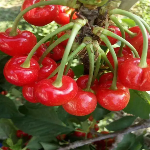 ������ӣ���� ��ľ���� ӣ���� �����ֻ����� ˧������ ��ľ����