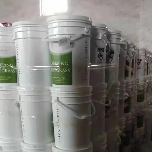 小灌木刺槐花环菊种子茼蒿菊花籽黄山栾朴树小叶
